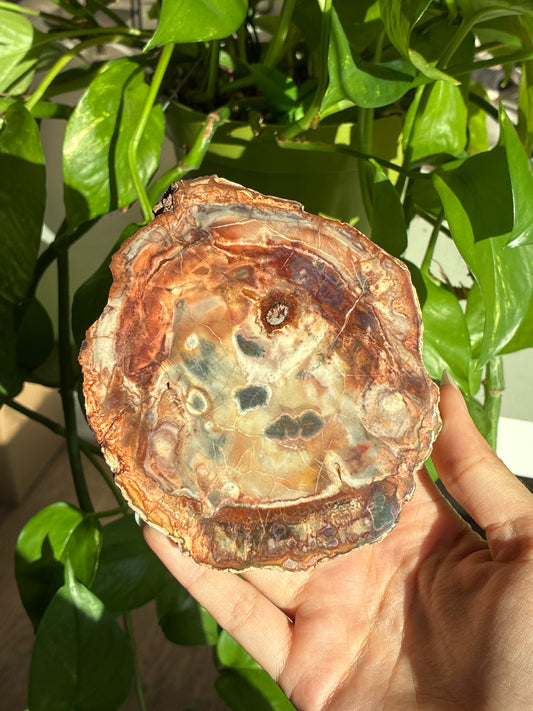 Petrified Wood Slab