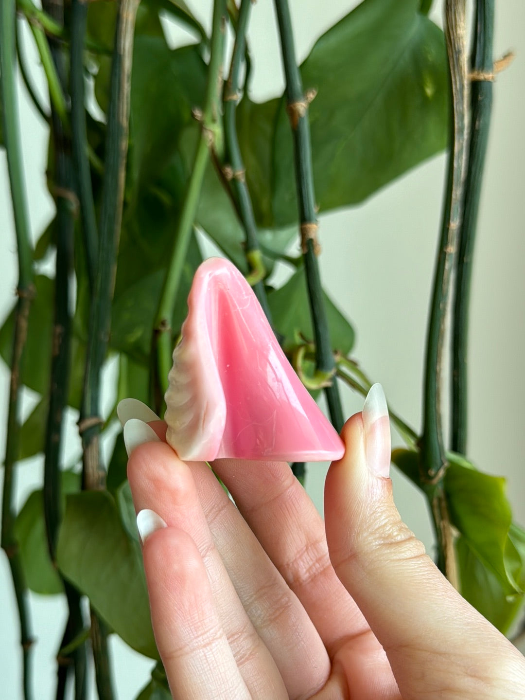 Pink Queen Conch Shell