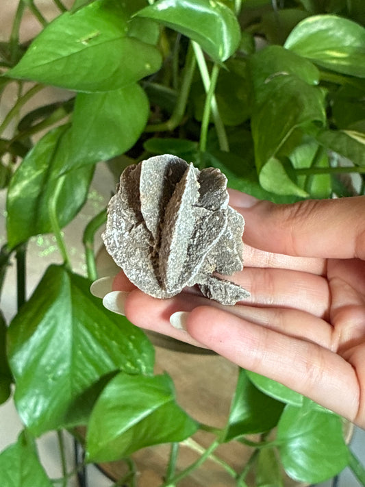 Selenite Dessert Rose Specimen