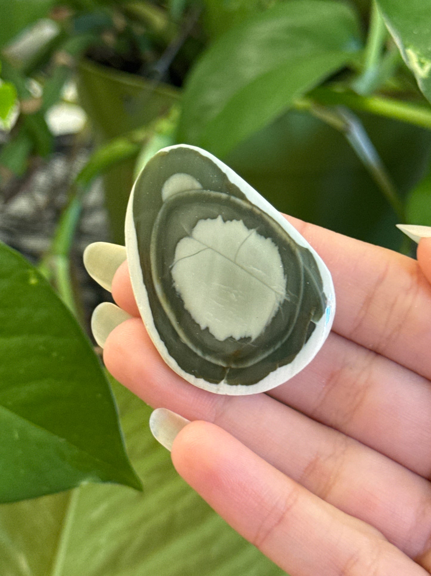 “Turtle” Imperial Jasper Flat Stone