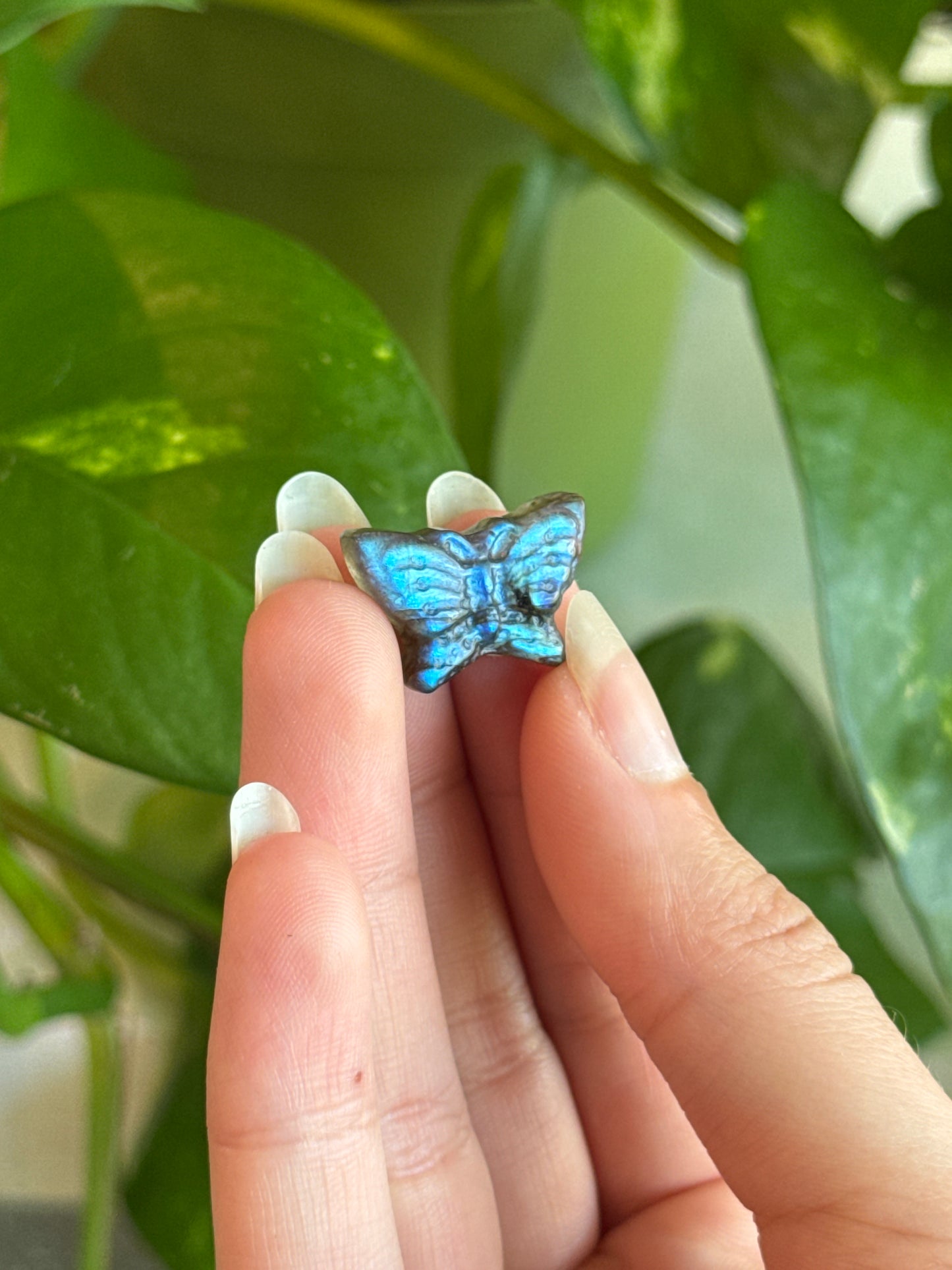 High Grade Labradorite Mini Butterfly Carving