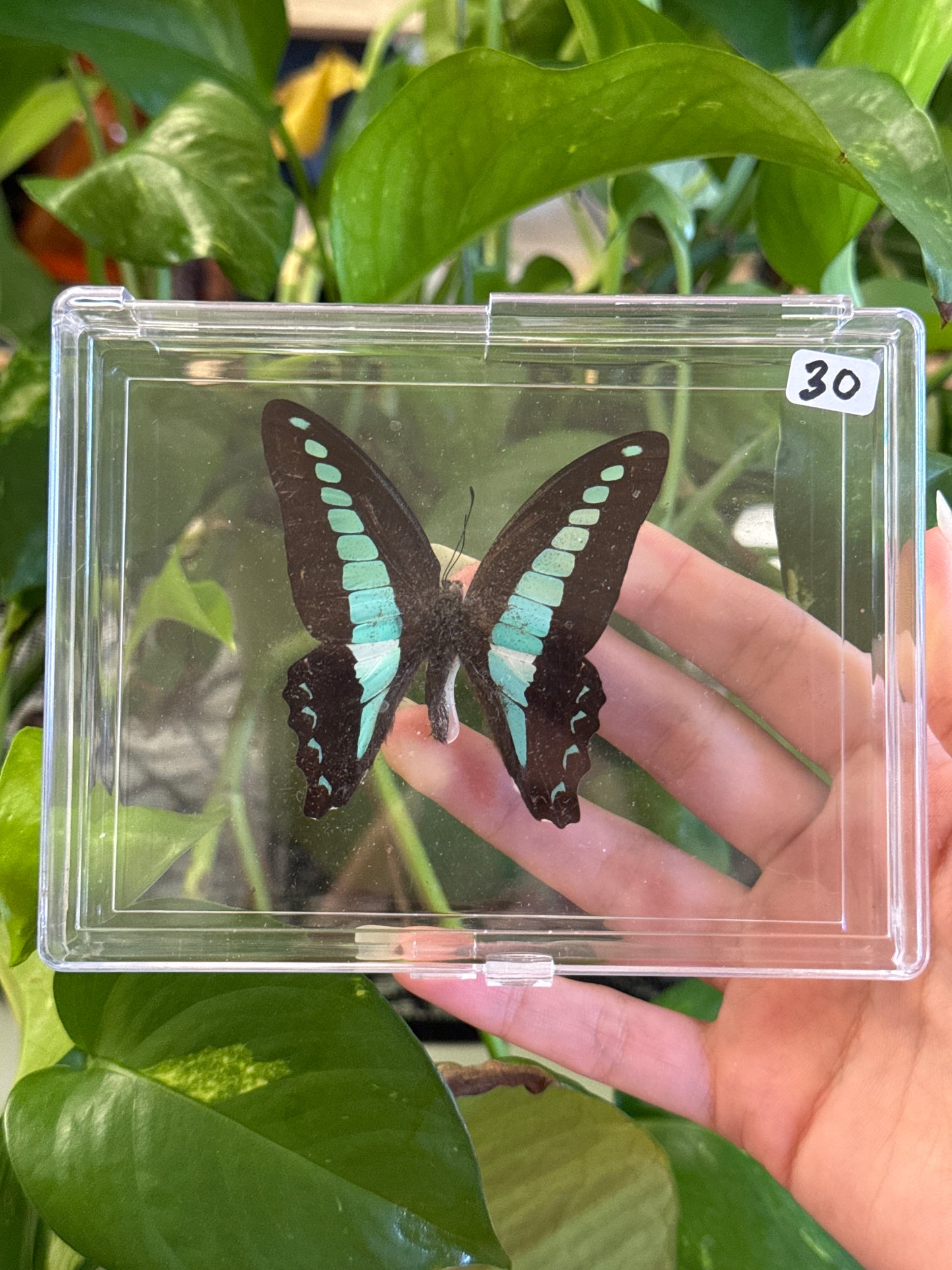 Preserved Butterfly Specimen Box | You Pick