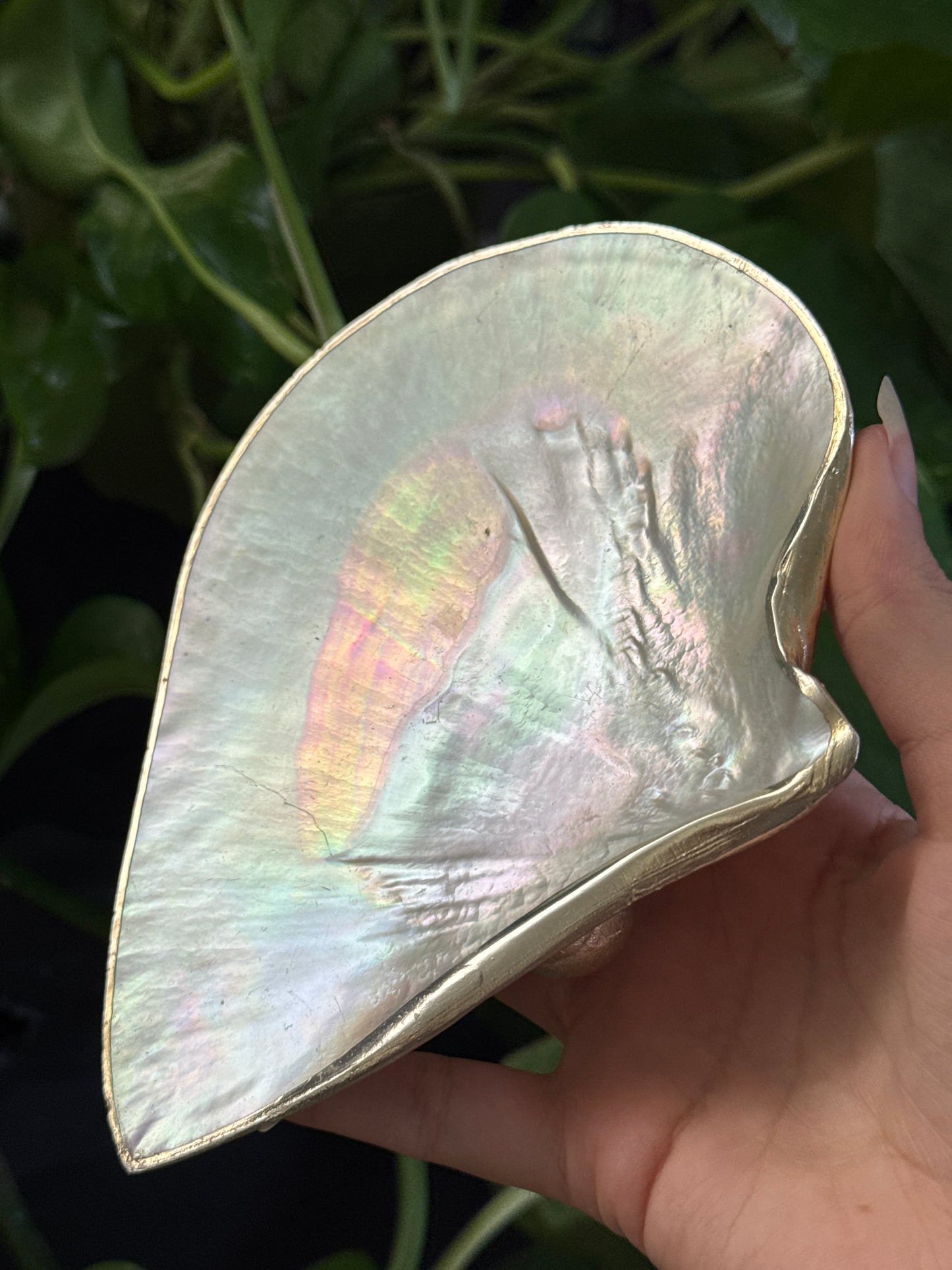 Iridescent Shell Dish A