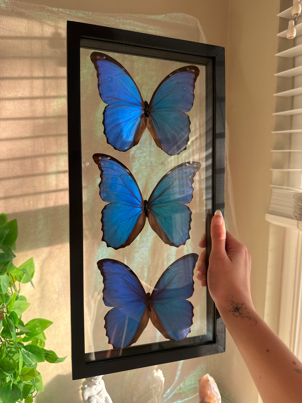 Three Large Blue Morpho Butterfly In Shadow Box