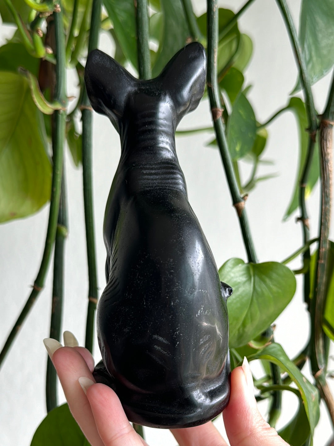 Large Obsidian Hairless Cat