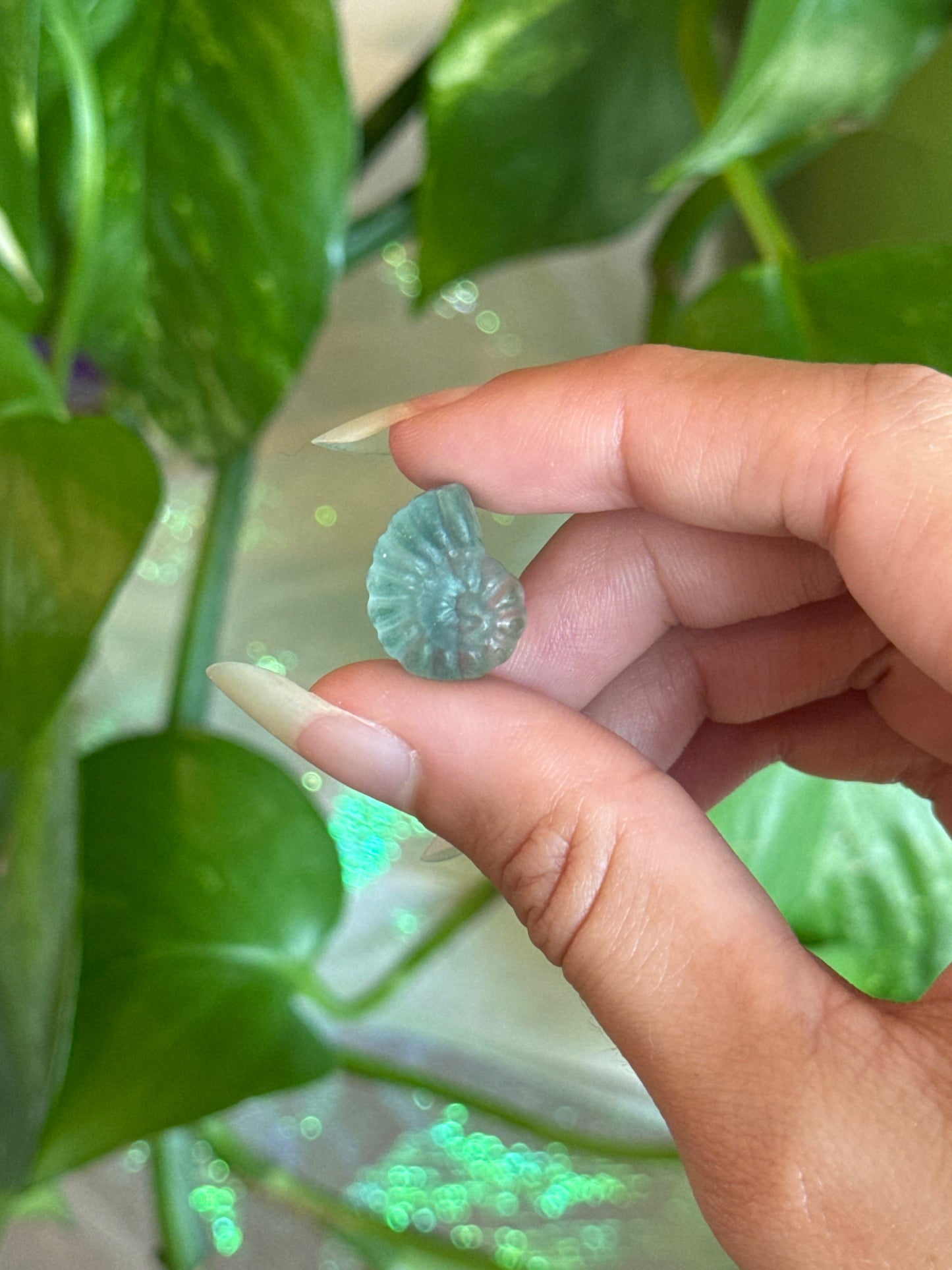 Fluorite Spiral Shell