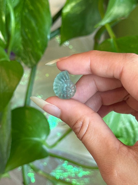 Fluorite Spiral Shell