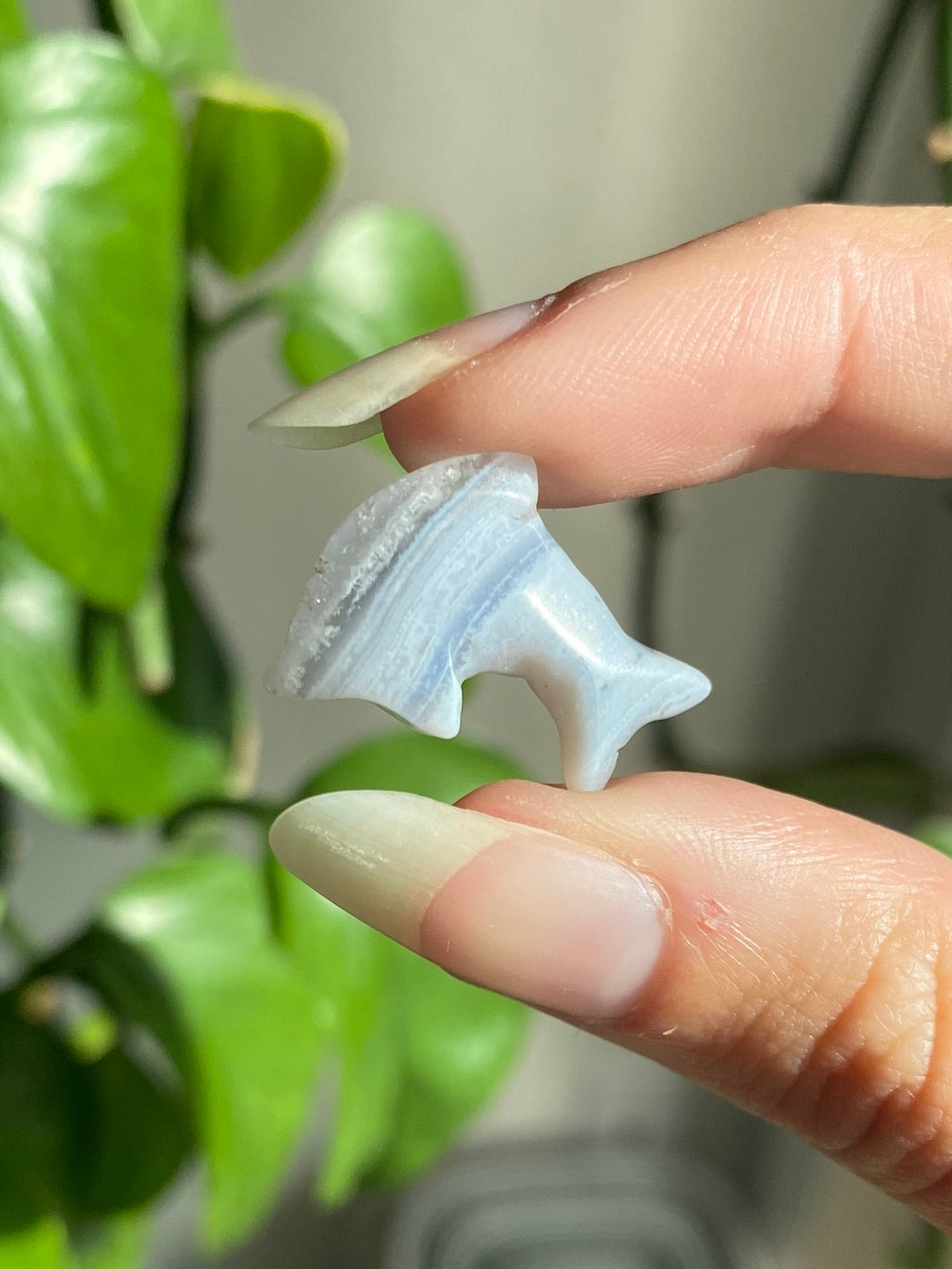 Blue Lace Agate Dolphin