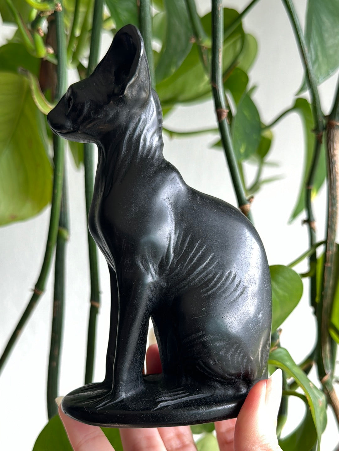 Large Obsidian Hairless Cat