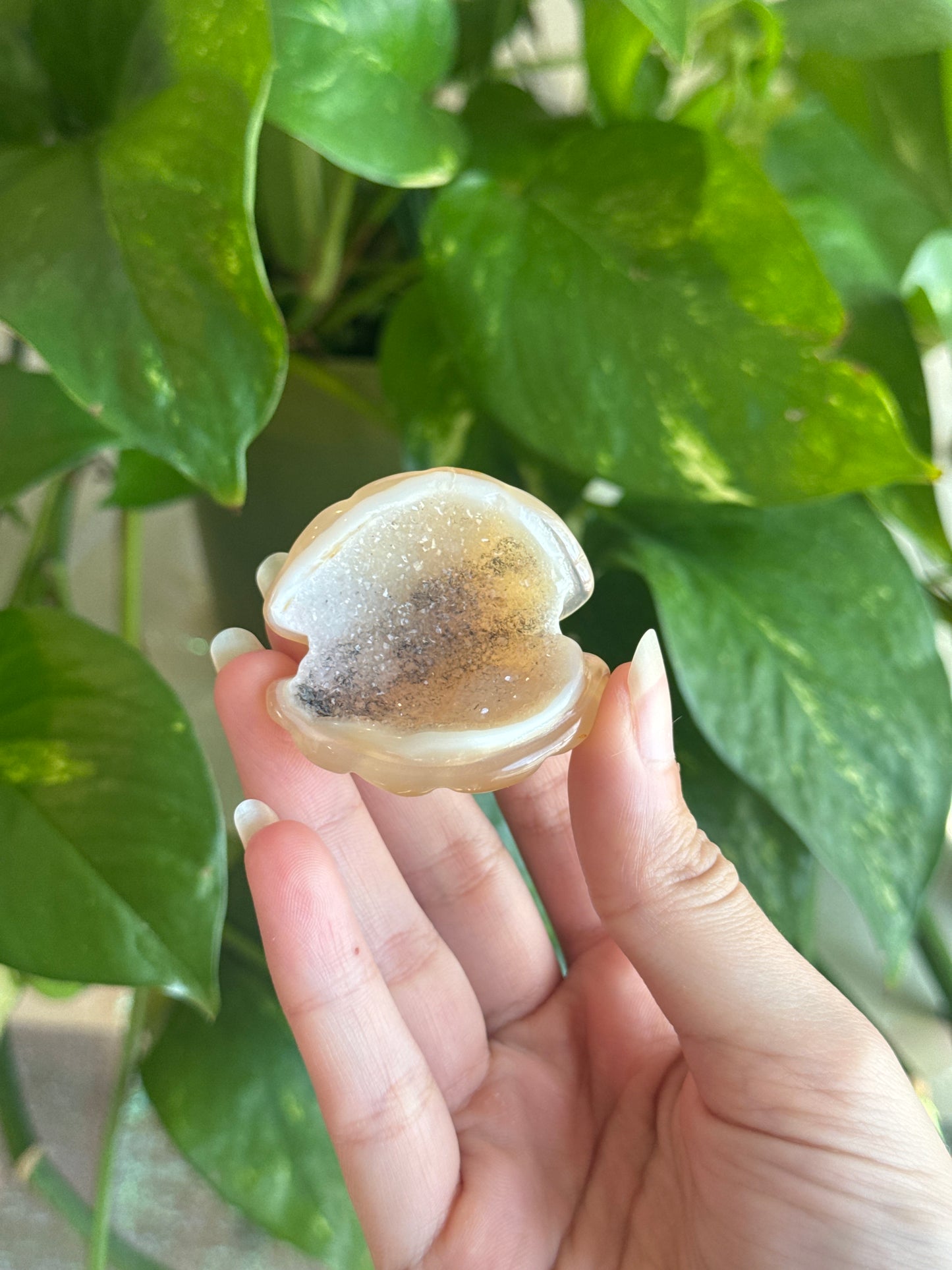 Druzy Agate Sparkly Clamshell