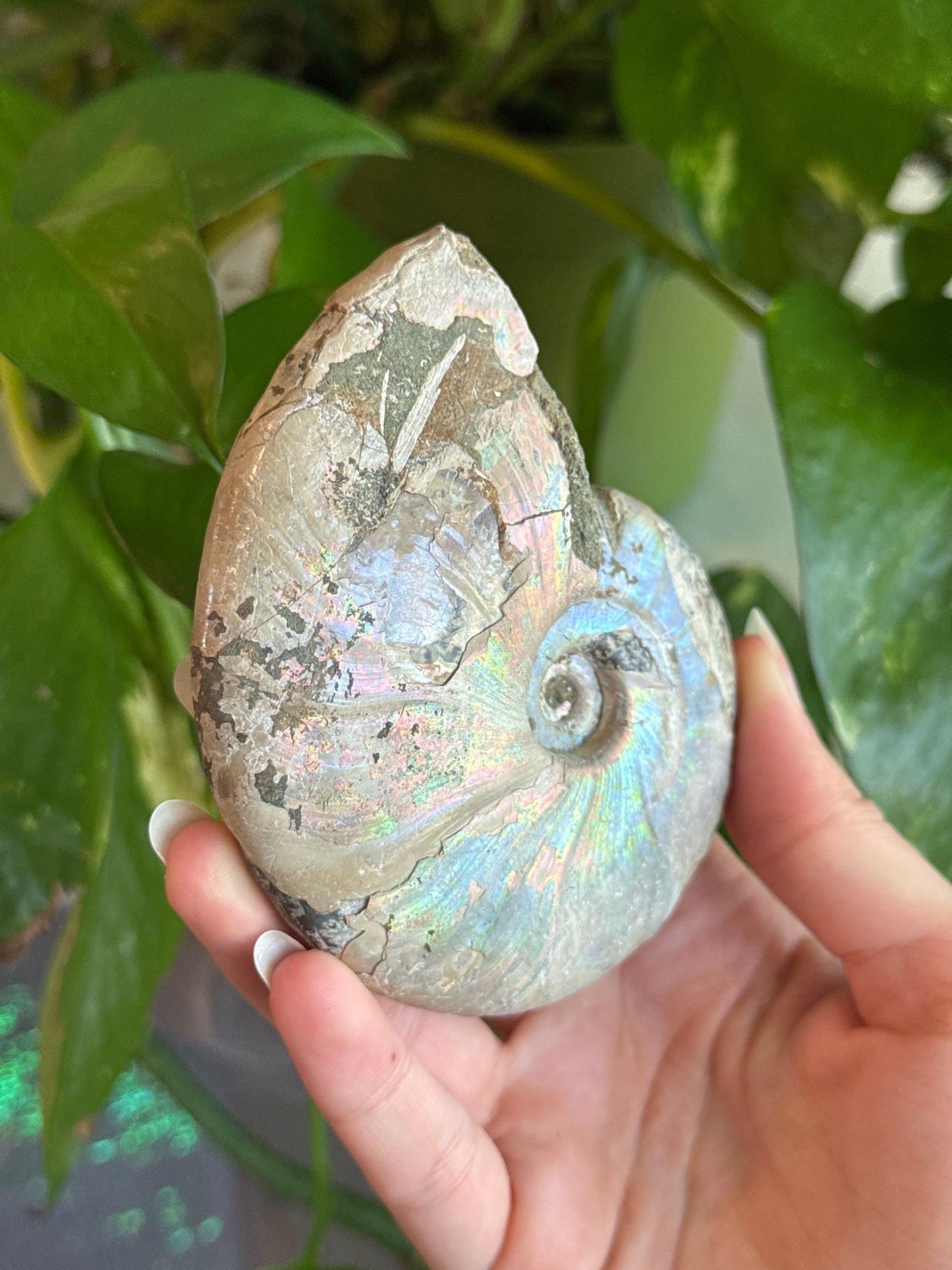 Large Full Iridescent Ammonite Specimen