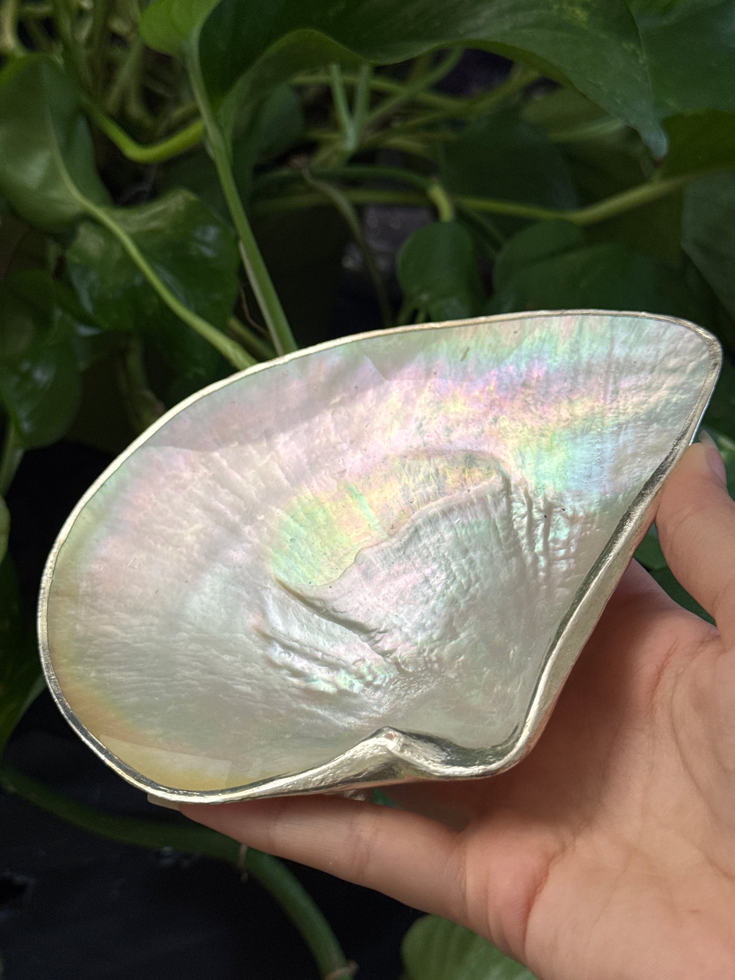 lridescent Shell Dish C