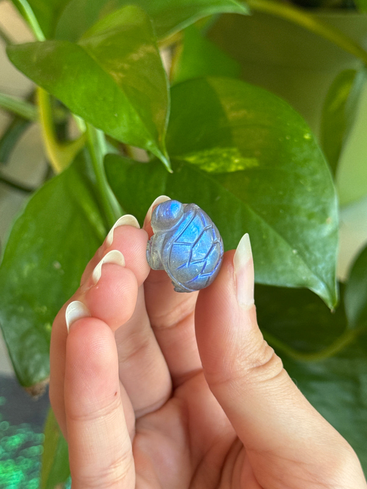 High Grade Labradorite Mini Turtle