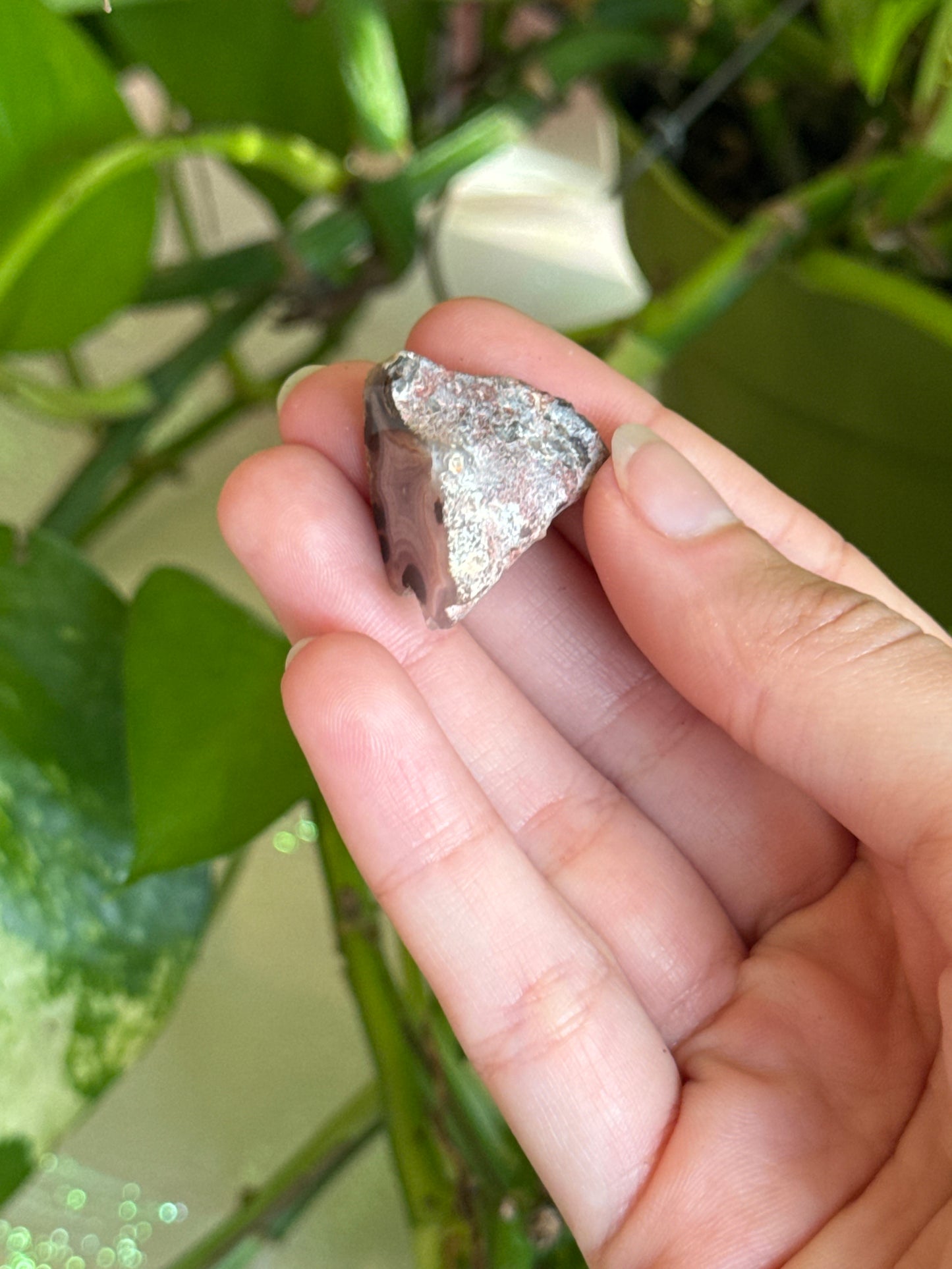 Pastel Laguna Agate With Parallax Specimen