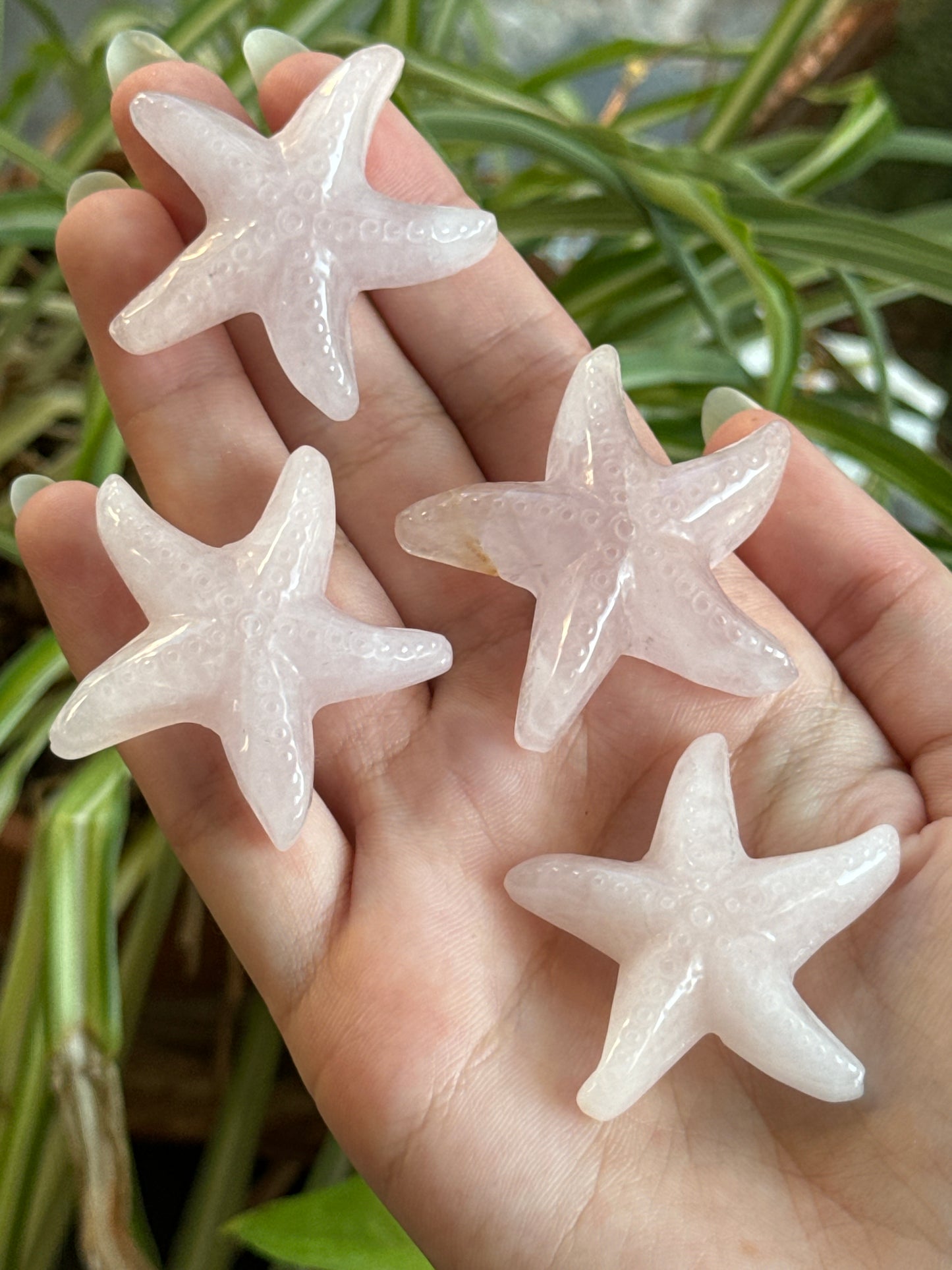 Starfish Carvings | You Pick Material