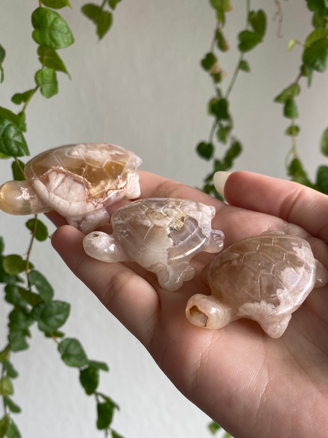 Flower Agate Turtle | You Pick
