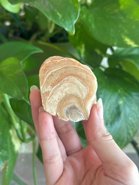 Petrified Wood Slab F