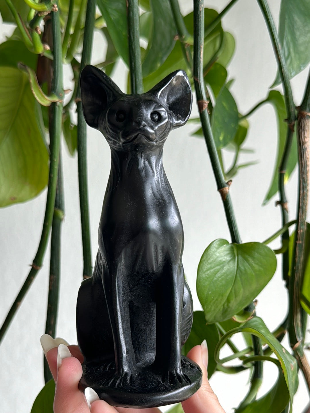 Large Obsidian Hairless Cat