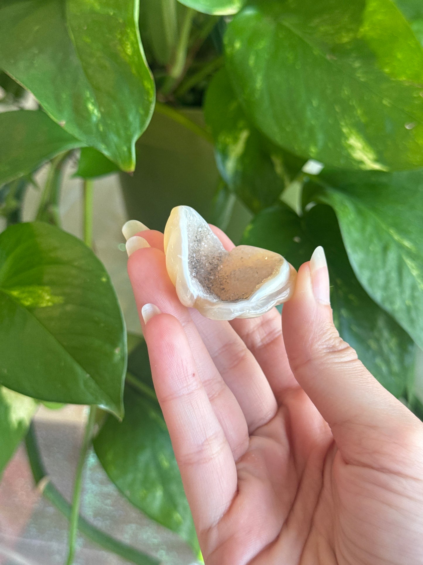 Druzy Agate Sparkly Clamshell