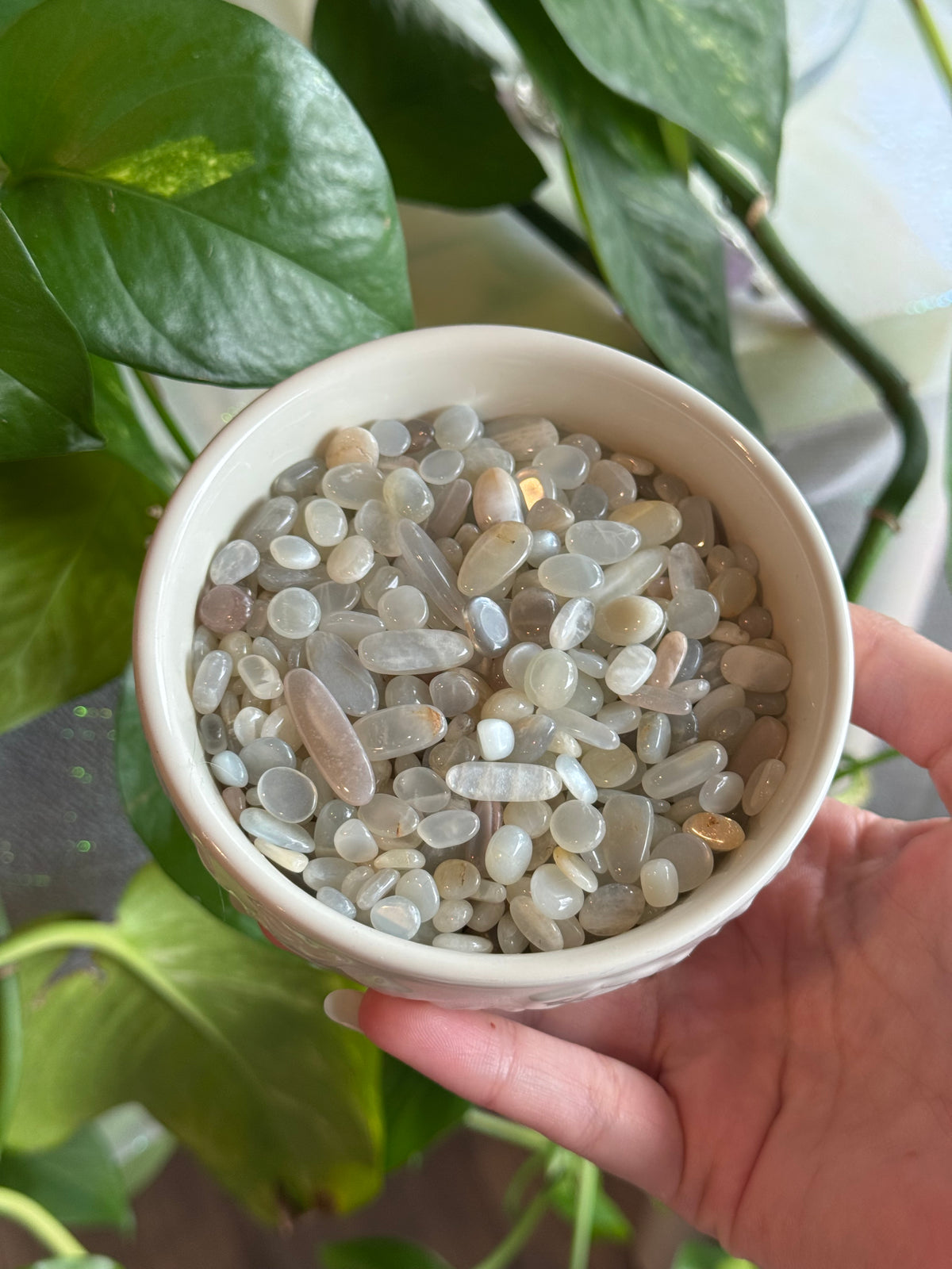 Sage Moonstone Chips