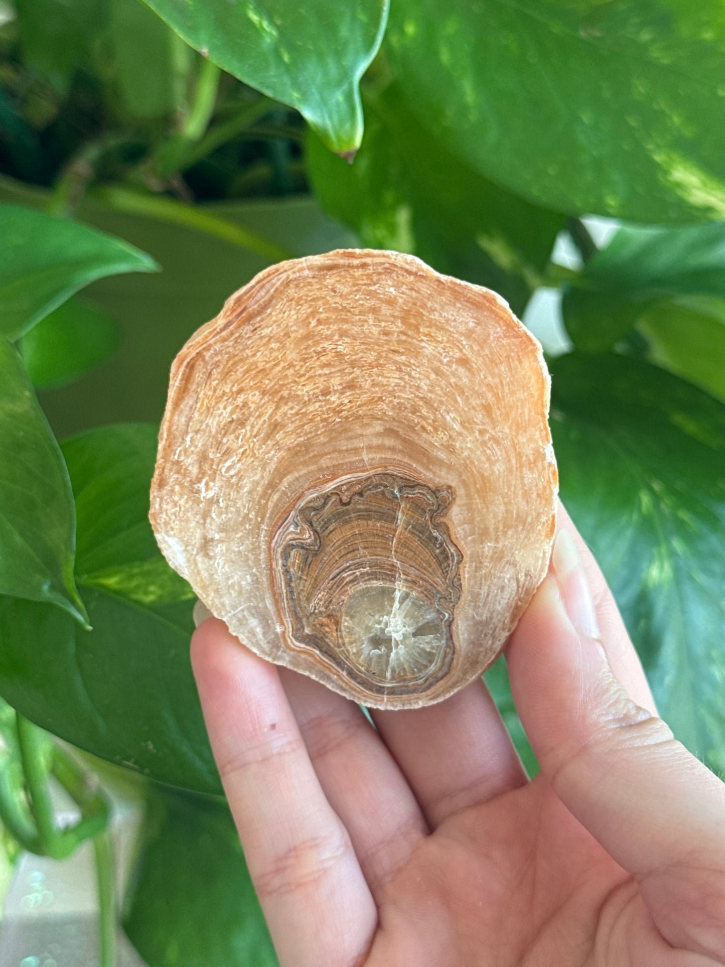 ‘Chubby Fish’ Petrified Wood Slab C