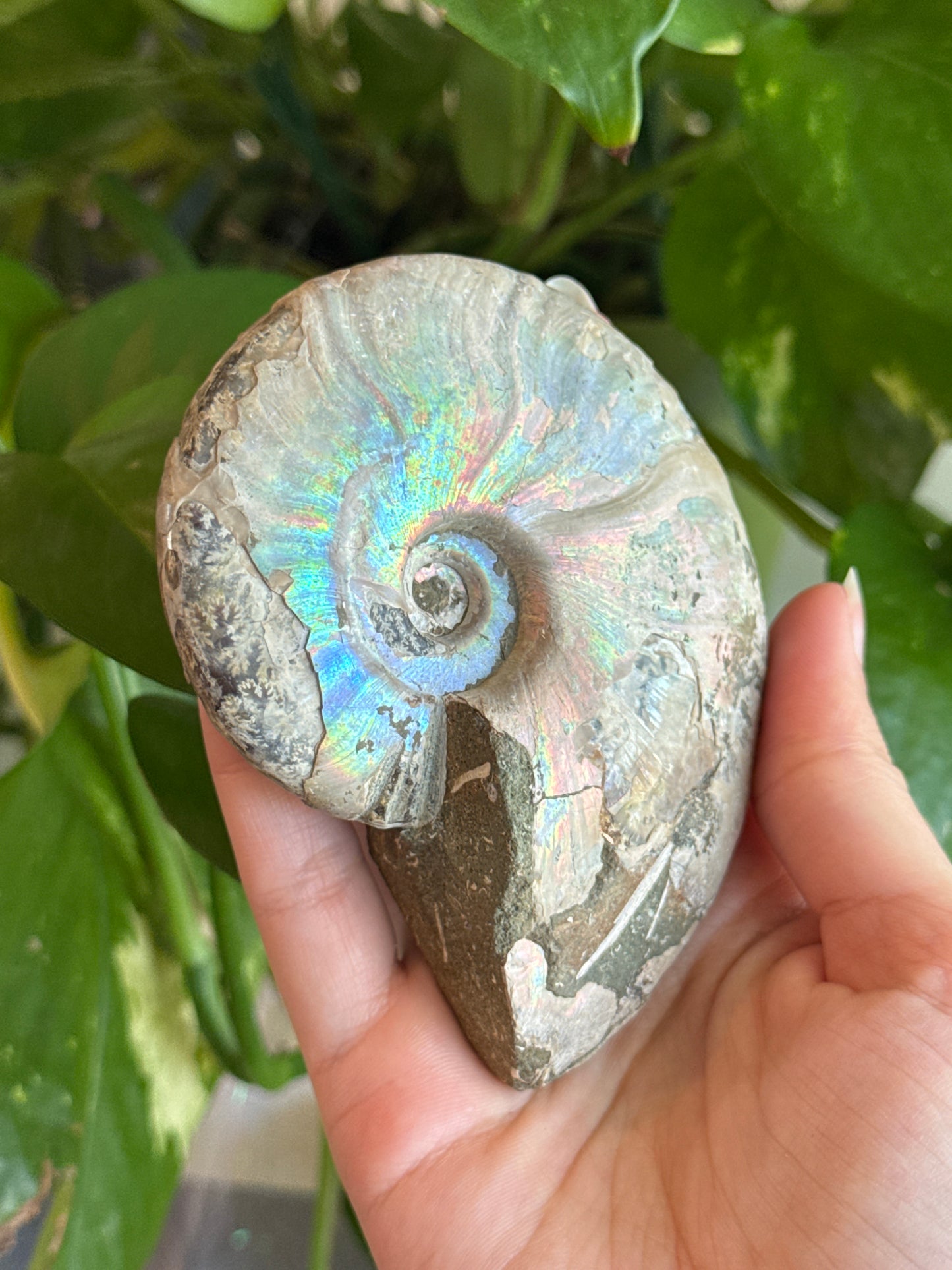 Large Full Iridescent Ammonite Specimen