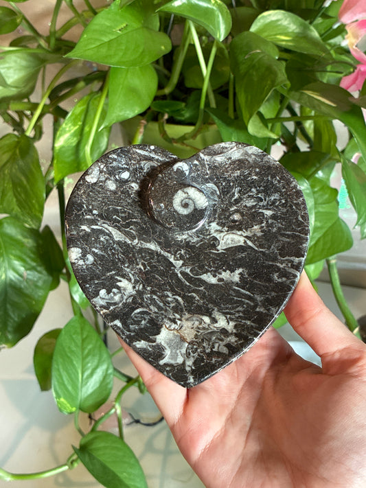 Black Orthoceras Heart Bowl