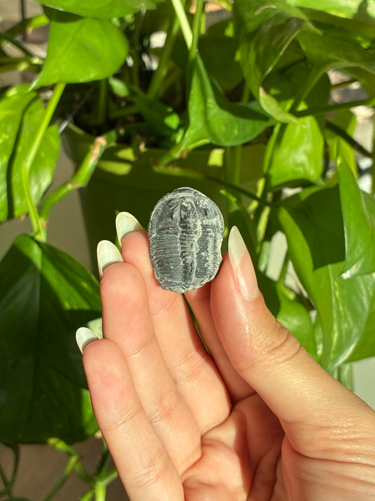 Mini Fossil in Case