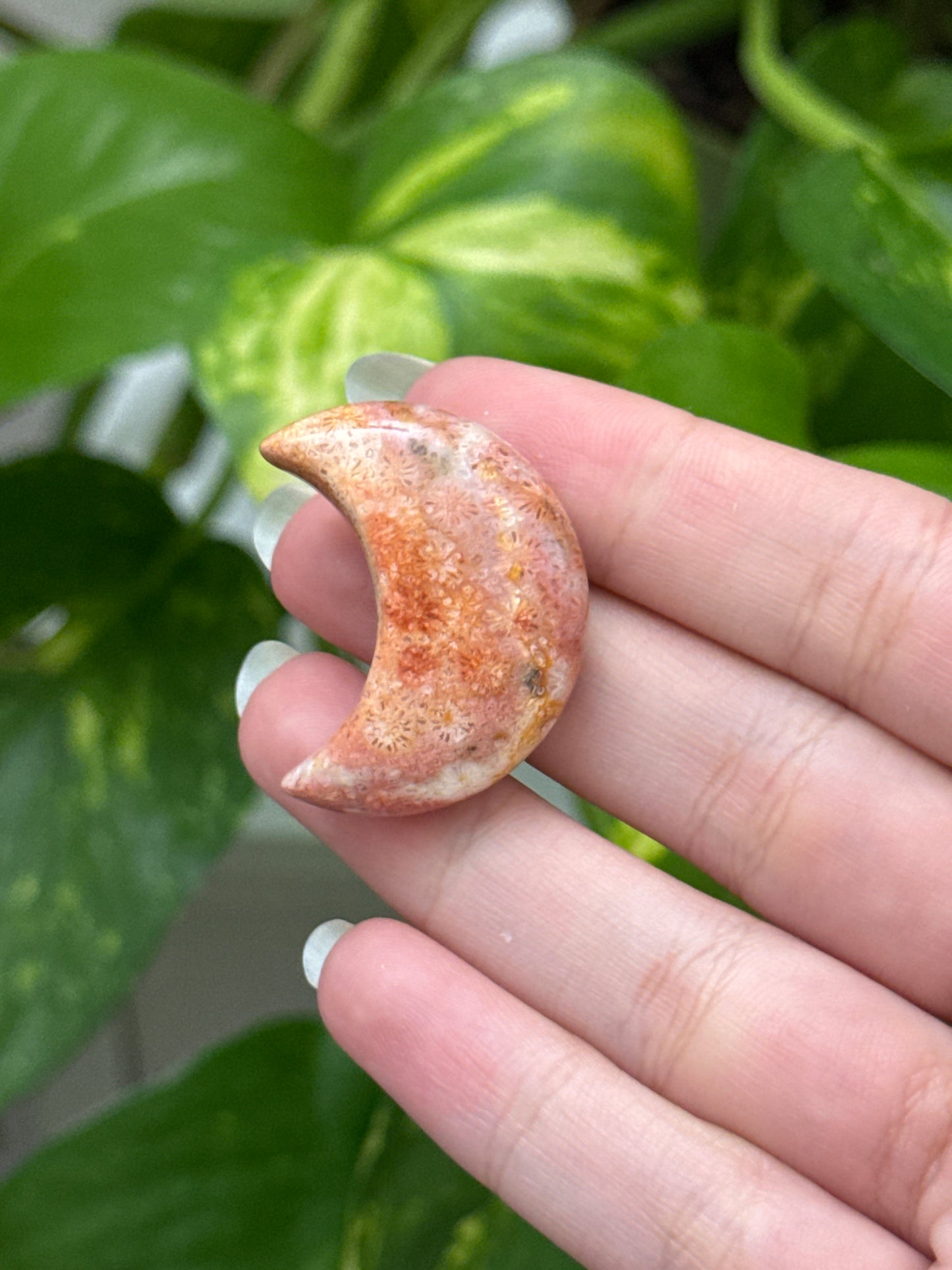 Fossilized Coral Moon