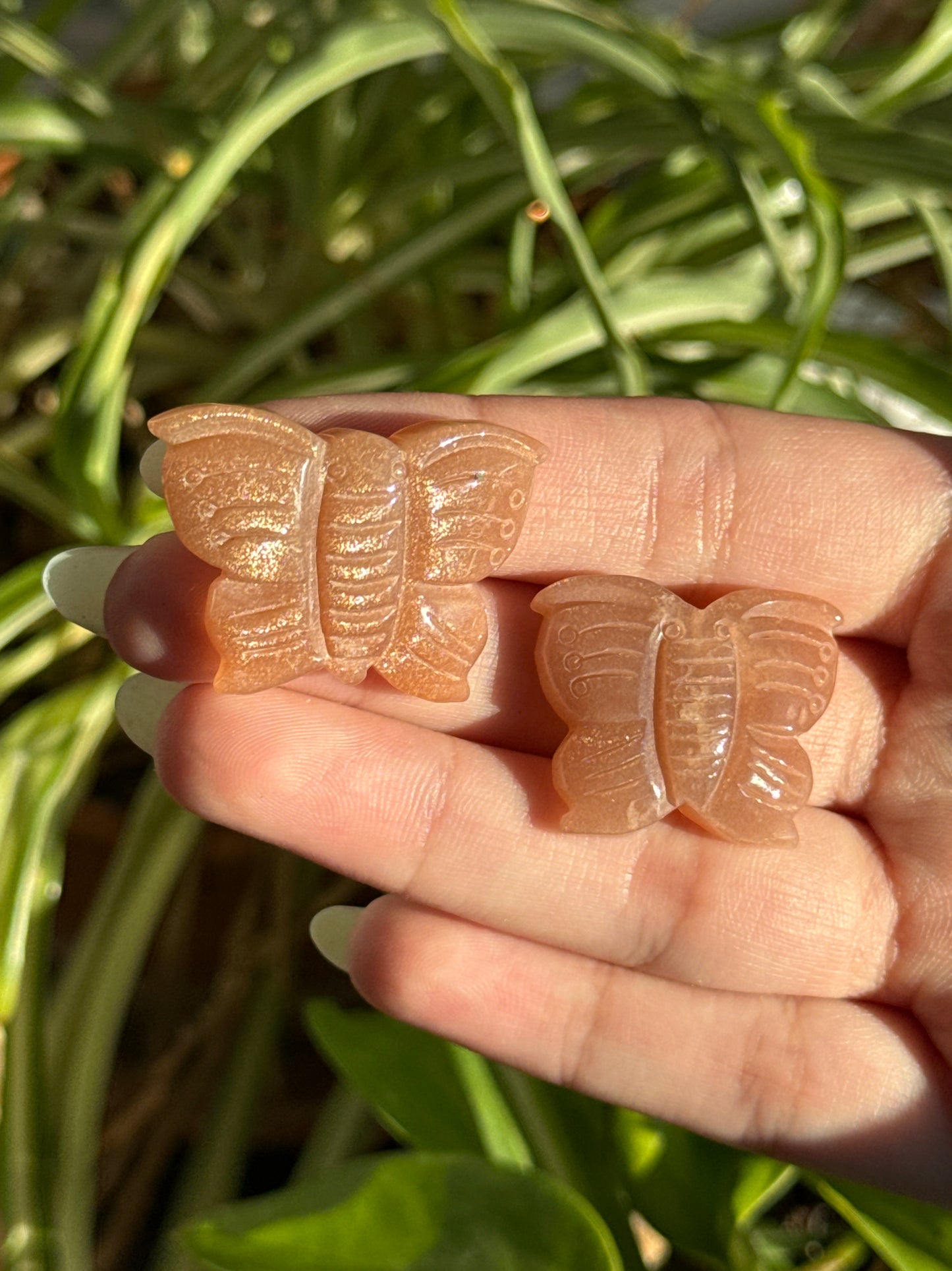 High Quality Sunstone Butterfly