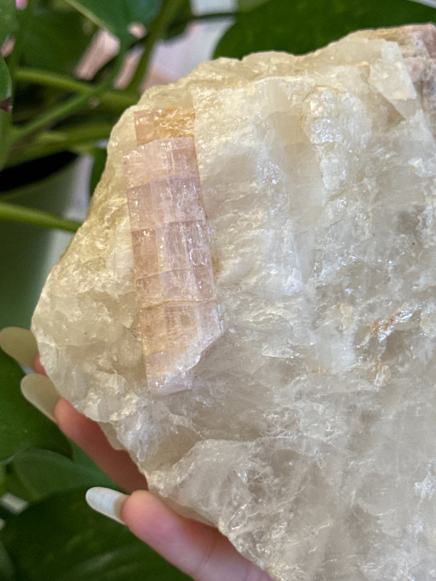 XL Pink Tourmaline on Quartz Specimen