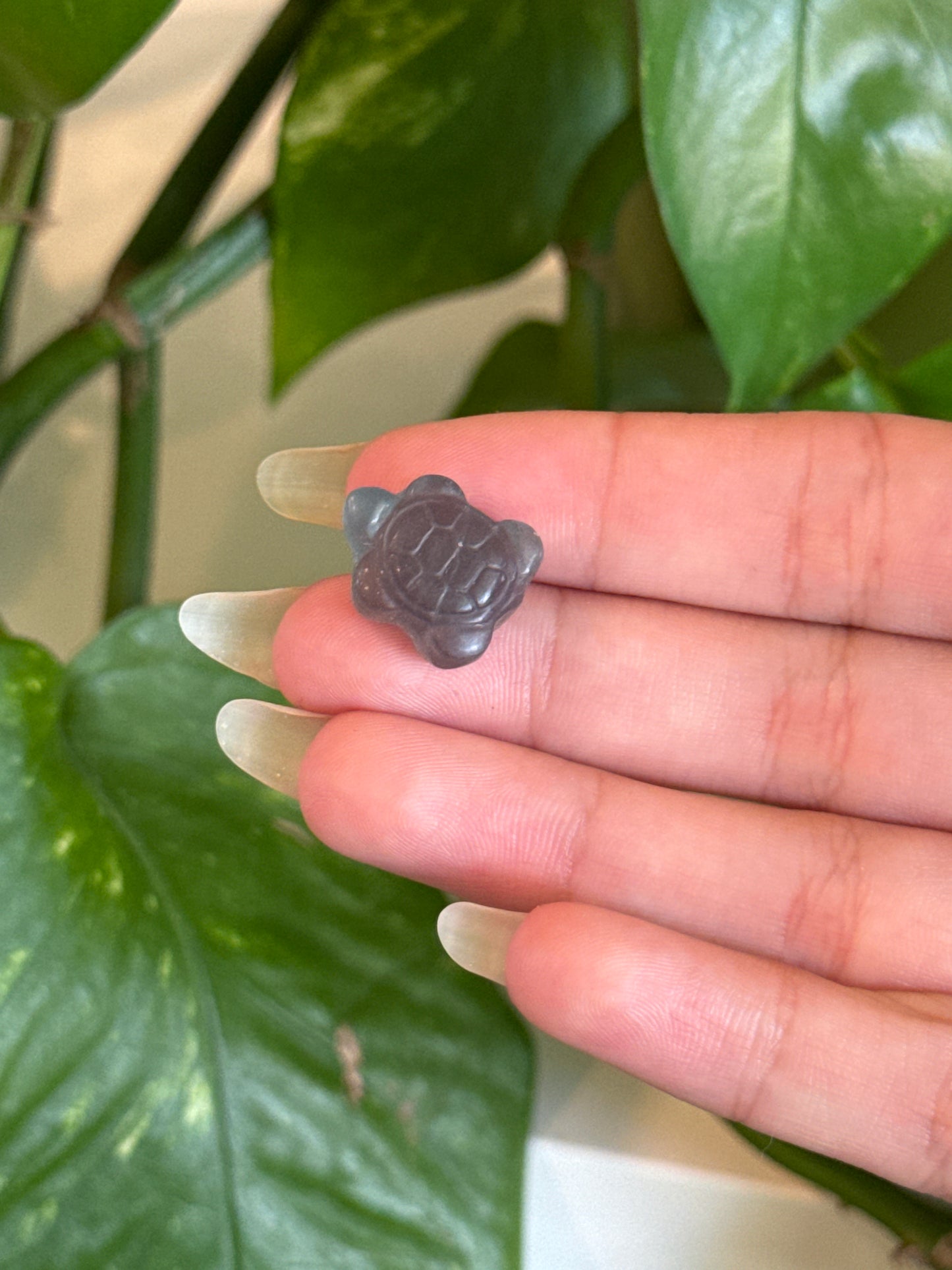 Fluorite Turtle