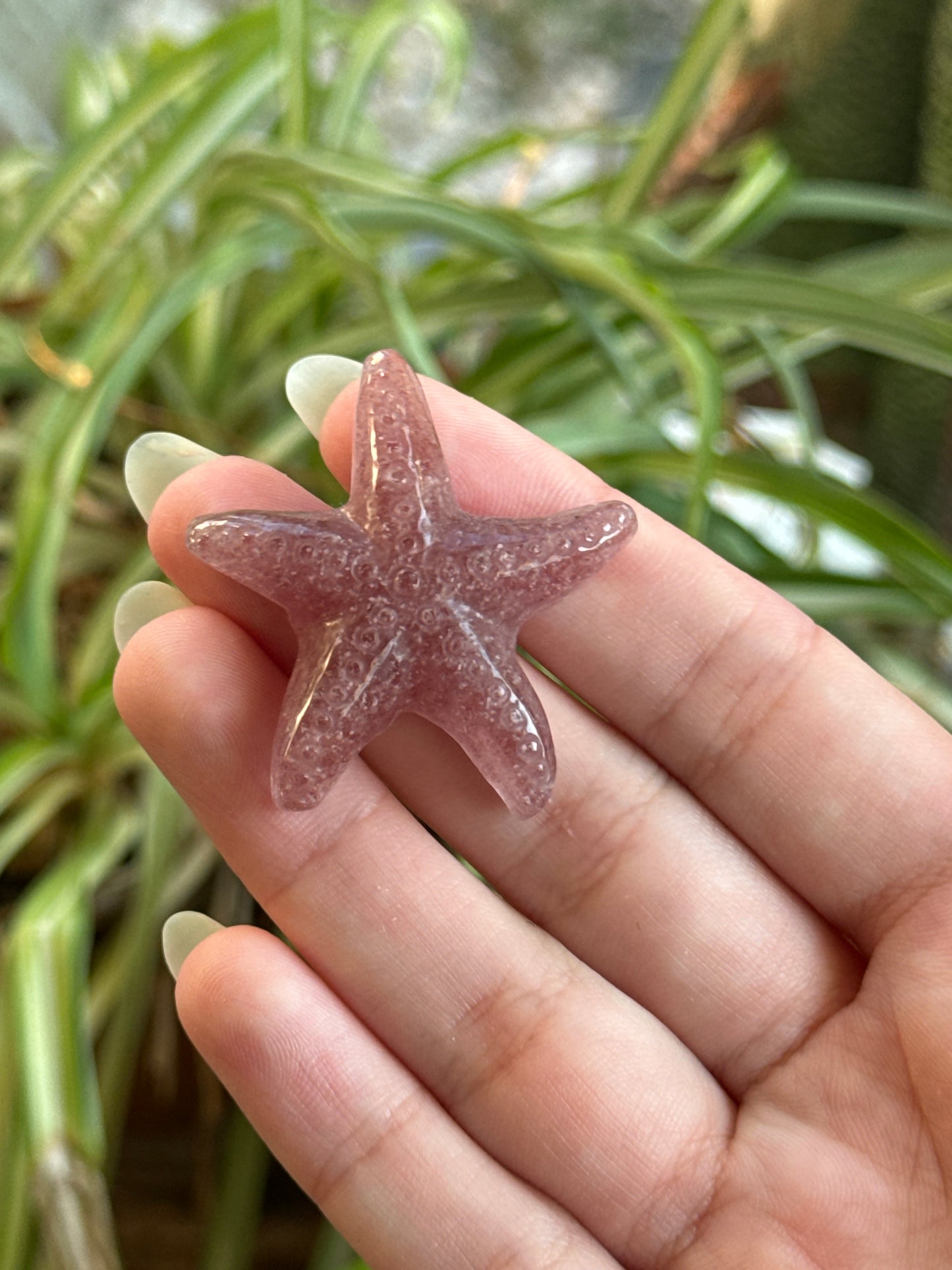 Starfish Carvings | You Pick Material