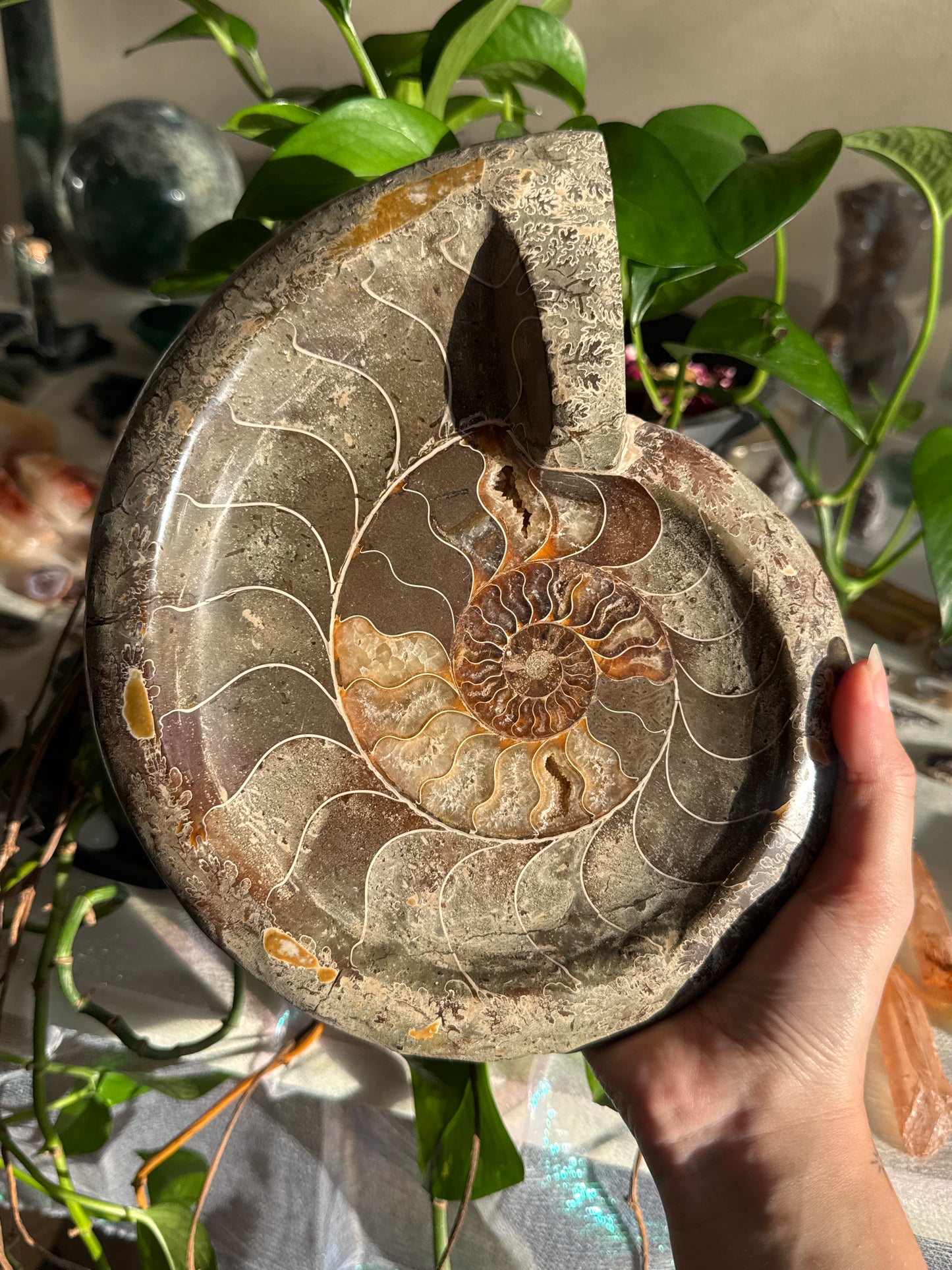XL Ammonite Dish