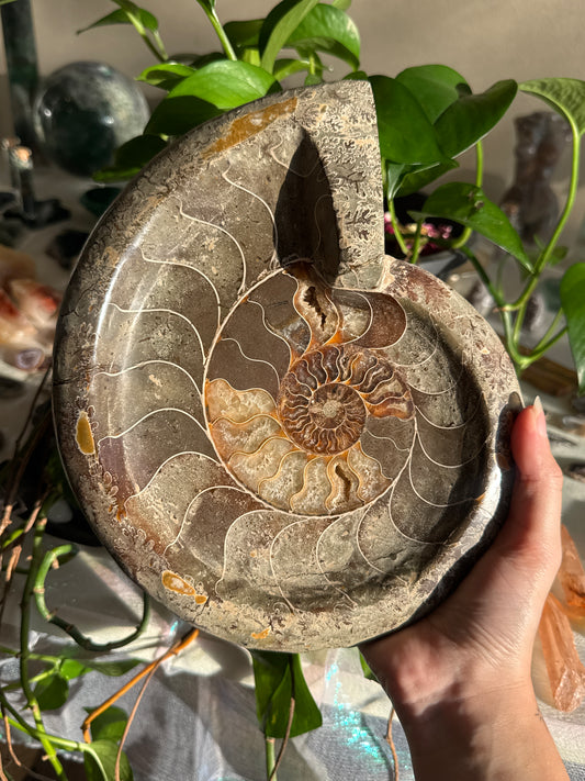 XL Ammonite Dish
