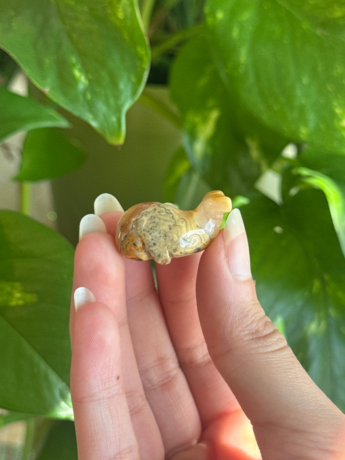 Crazy Lace Agate Whale Carving