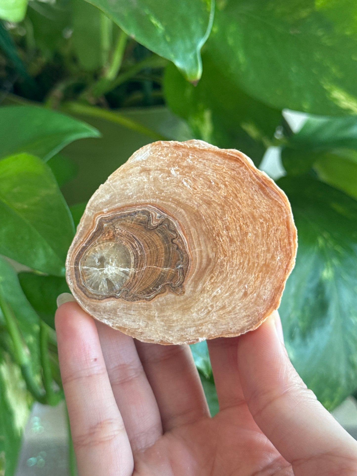 ‘Chubby Fish’ Petrified Wood Slab C