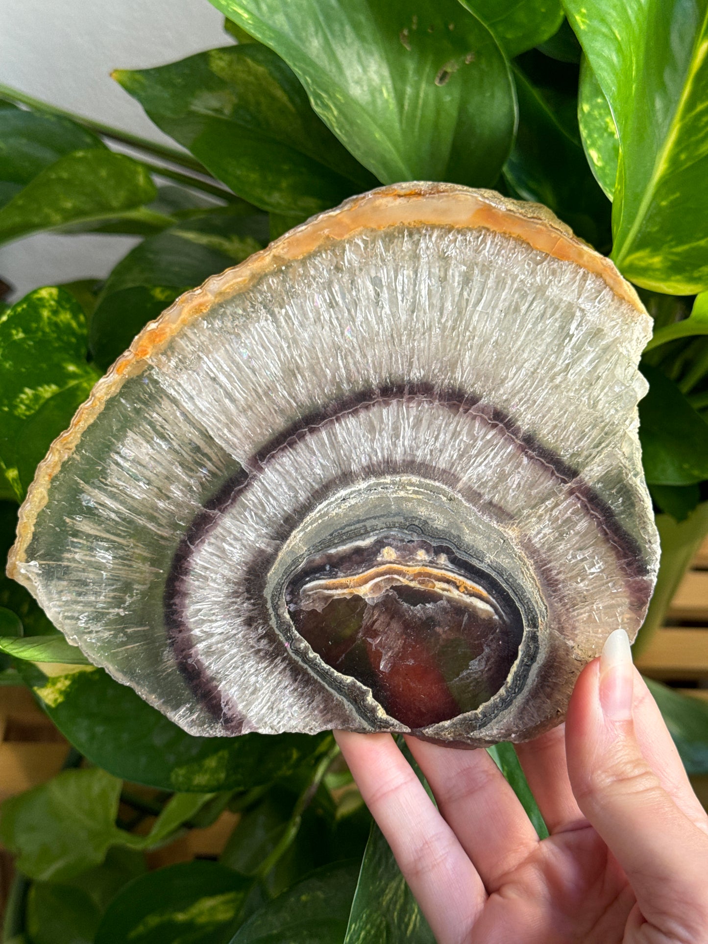 Large Fluorite & Pyrite Slab