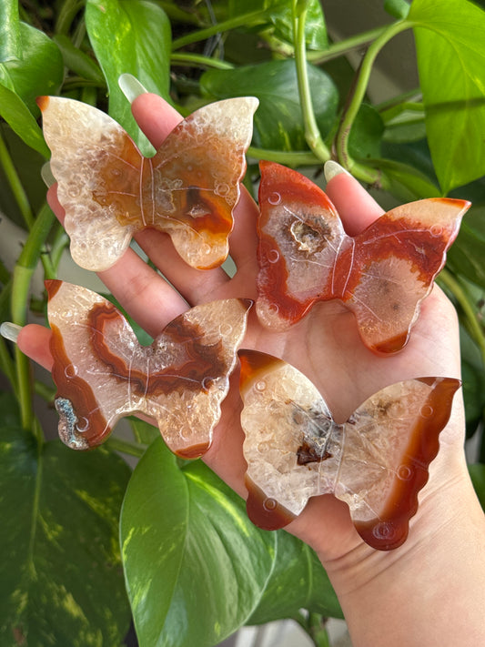 Carnelian Butterfly | Intuitively Picked