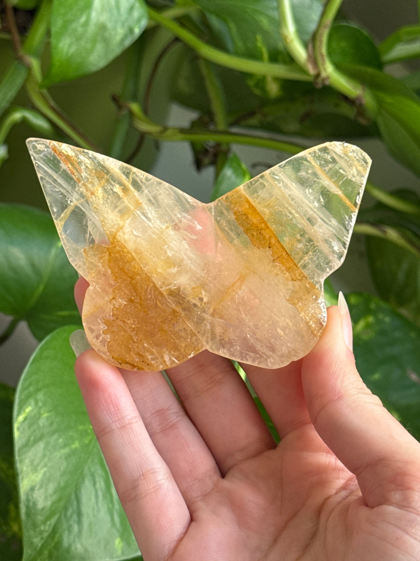 Imperfect Golden Healer Butterfly