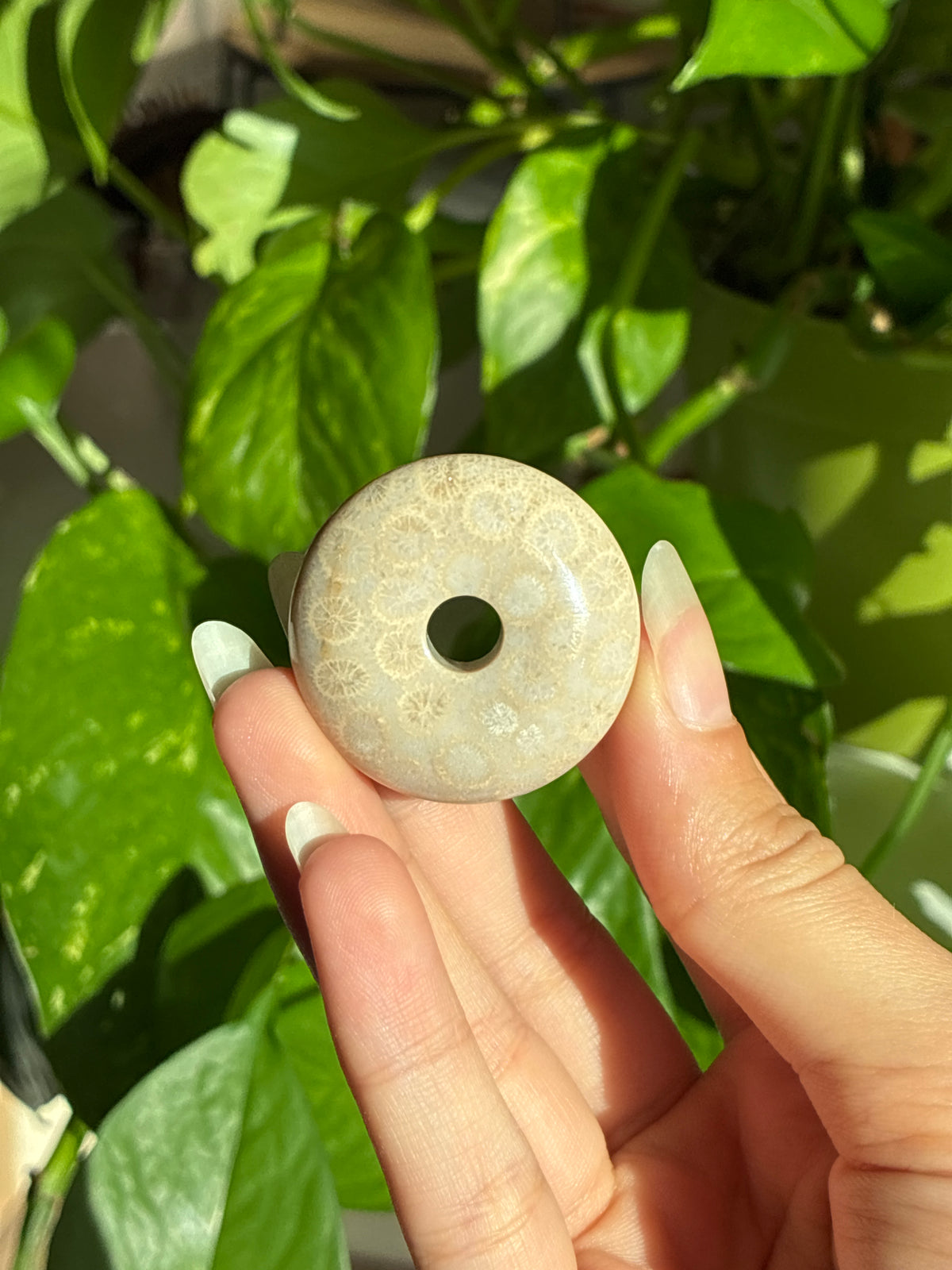 Fossilized Coral Puffy Disk
