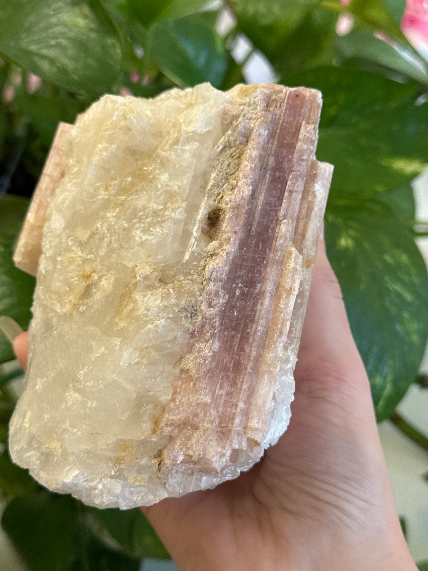 XL Pink Tourmaline on Quartz Specimen
