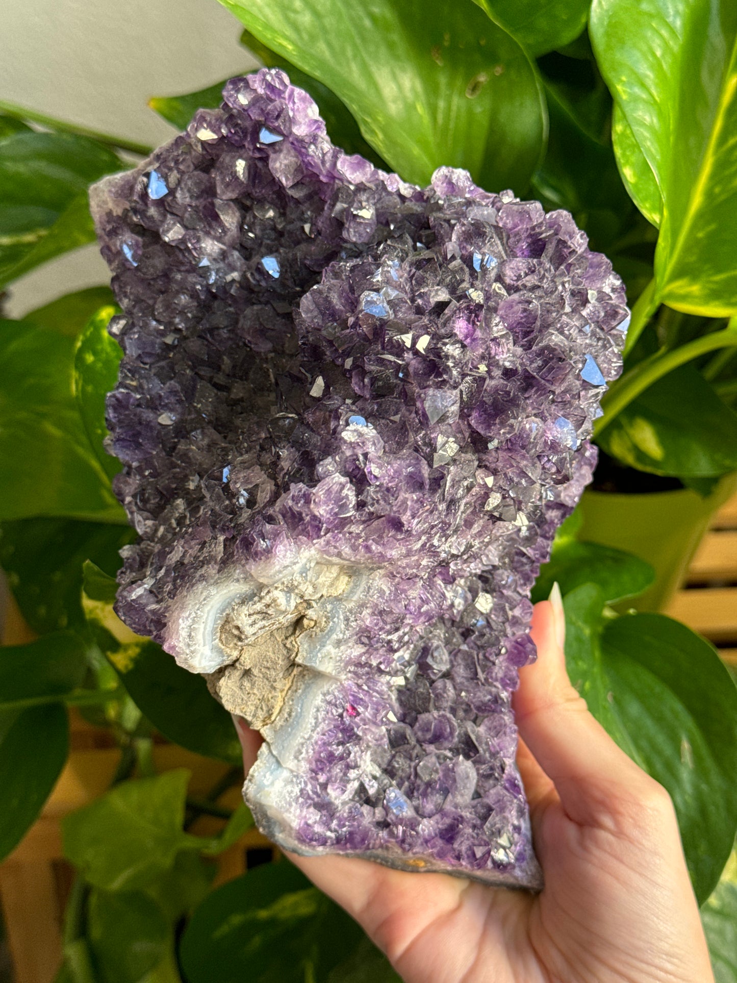 Large Amethyst Cluster