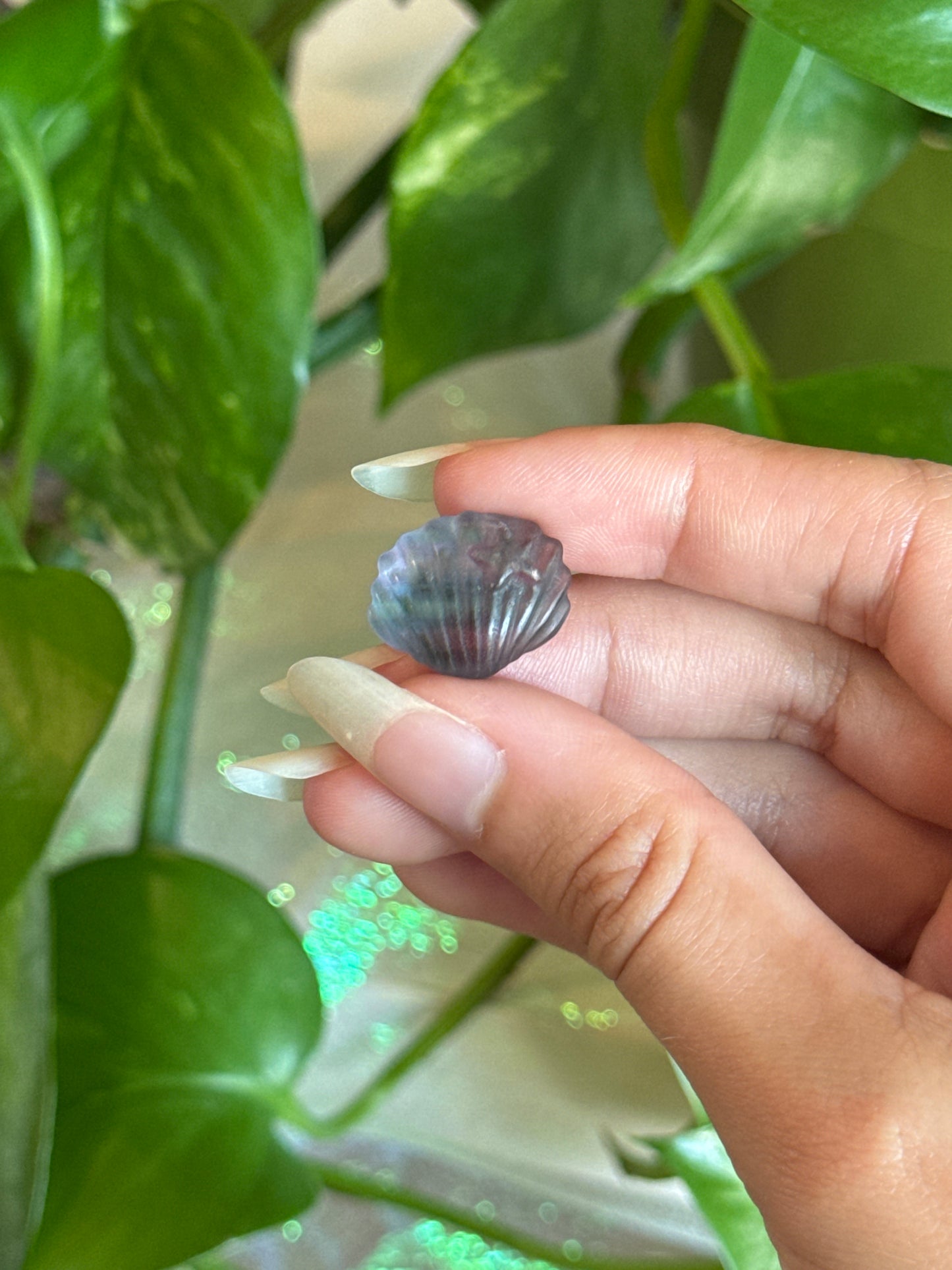 Fluorite Clam Shell with Starfish
