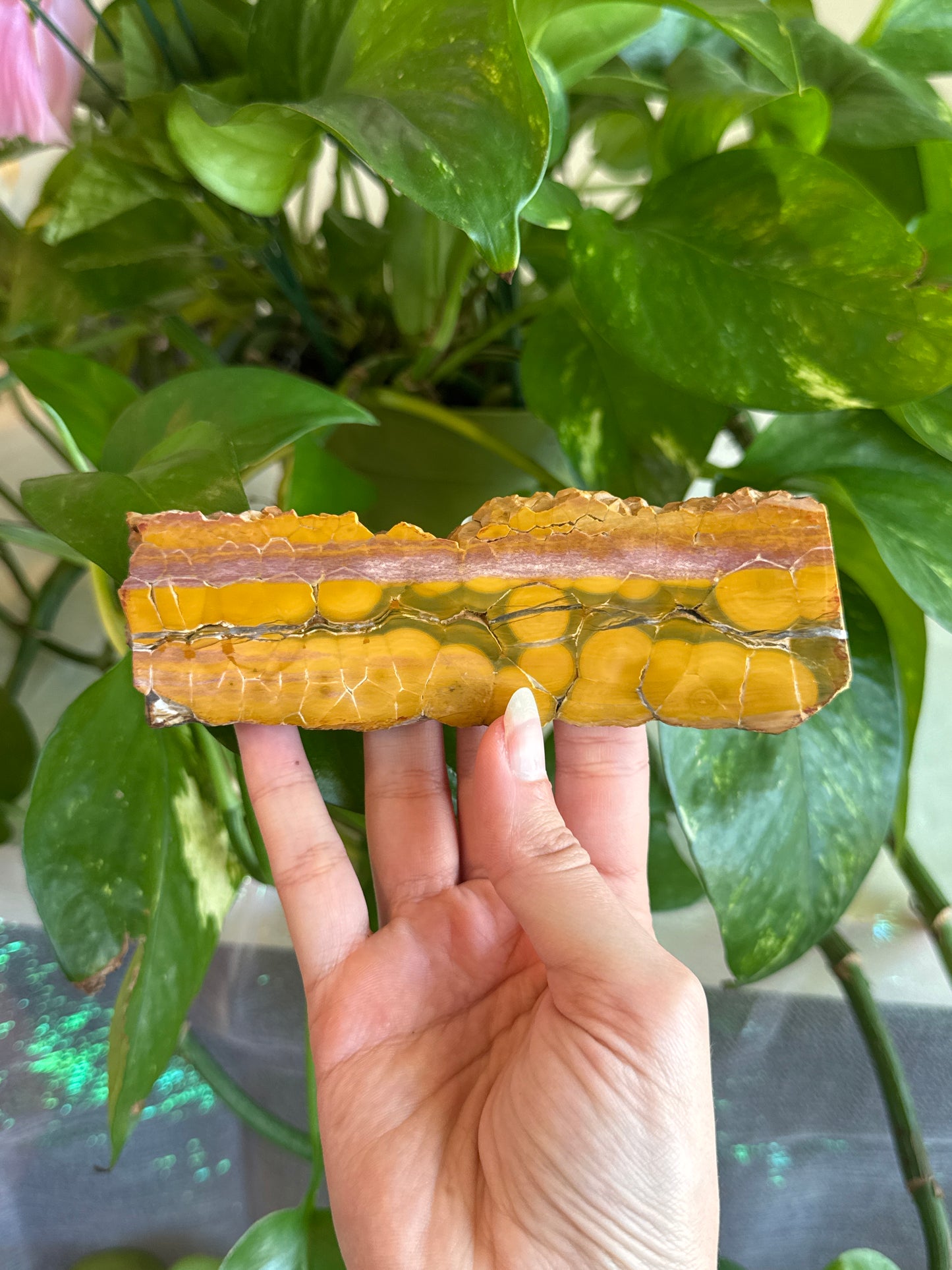 Unique Orbicular Ocean Jasper Slab