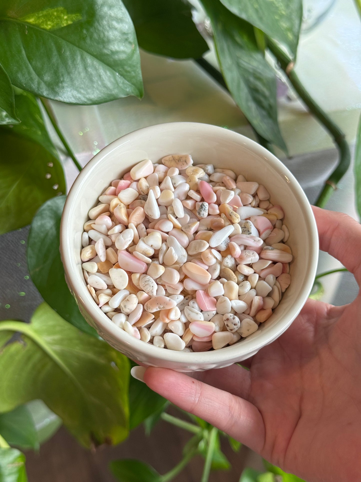Pink Queen Conch Shell Chips