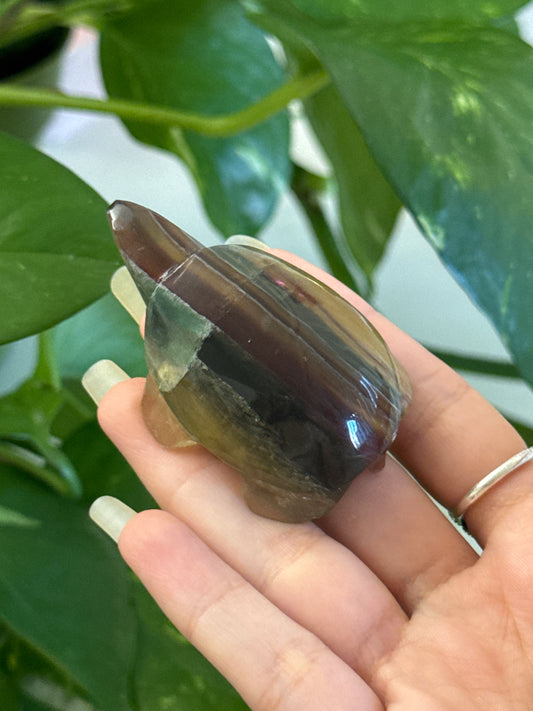 Candy Fluorite Hand Carved Argentinian Turtle