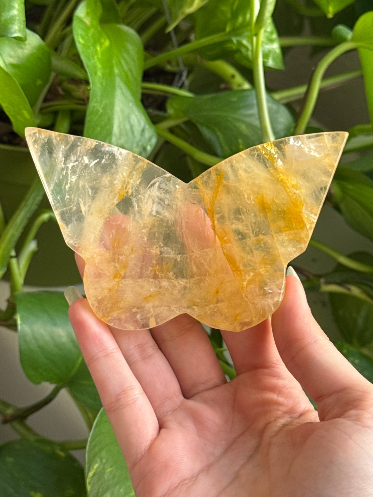 Golden Healer Butterfly