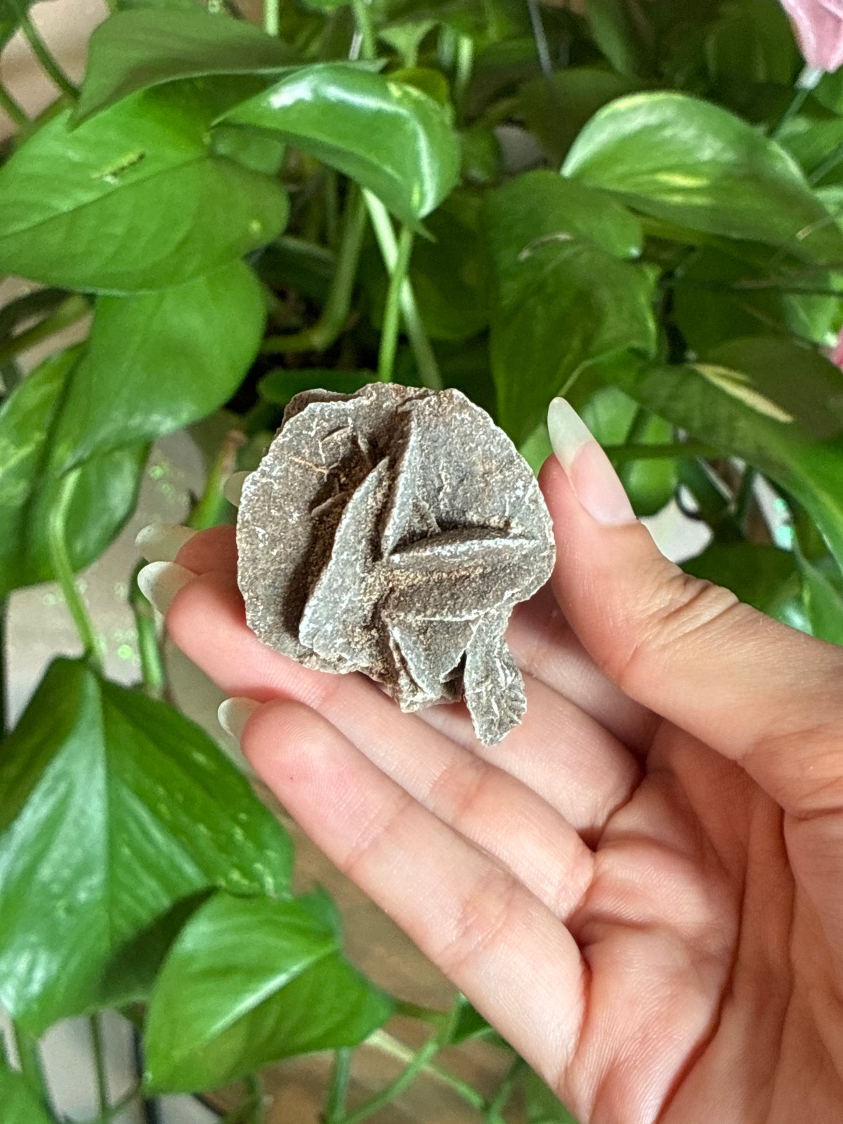 Selenite Dessert Rose Specimen