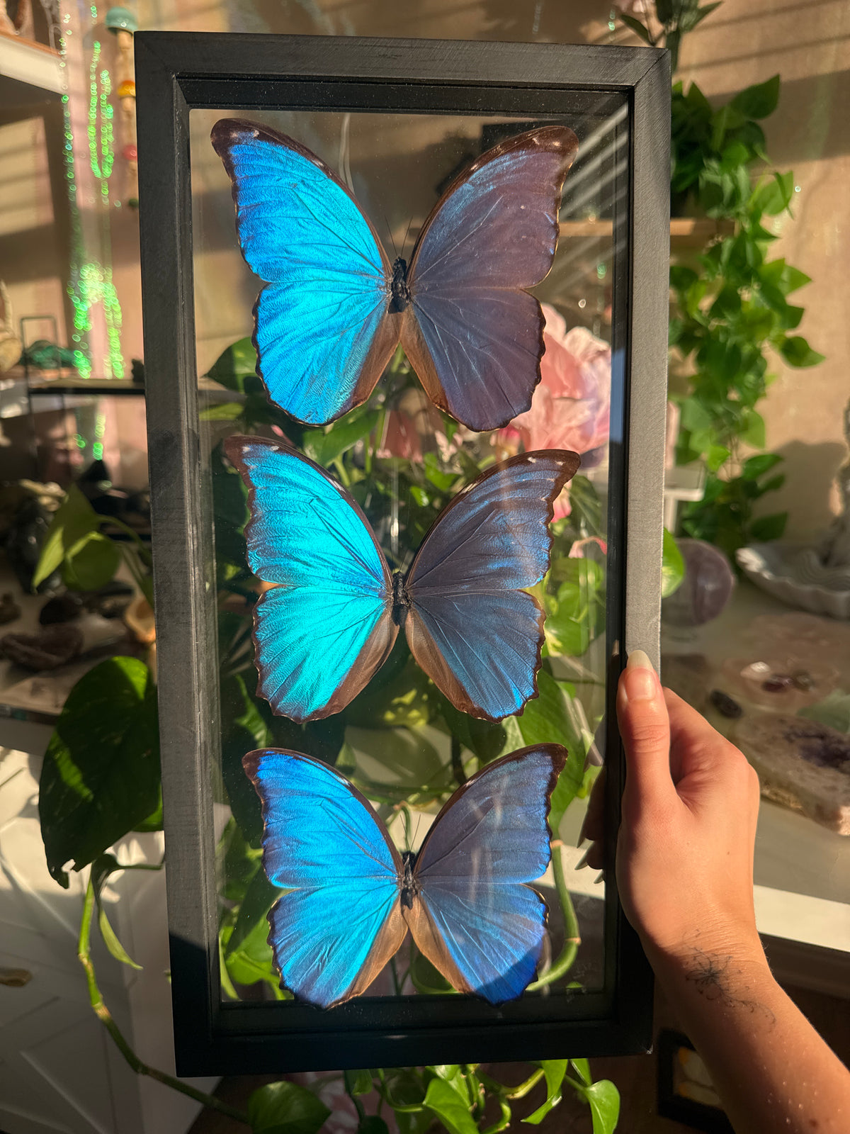 Three Large Blue Morpho Butterfly In Shadow Box